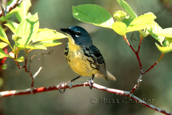 Kirtland's Warbler &copy; Russ Chantler
